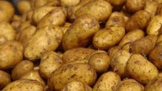 Cartofii noi