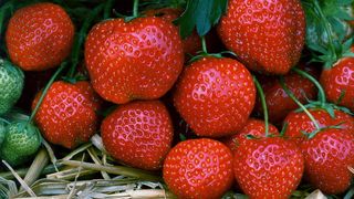 Căpșuni rom&acirc;nești