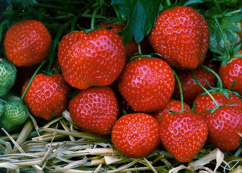 Căpșuni românești