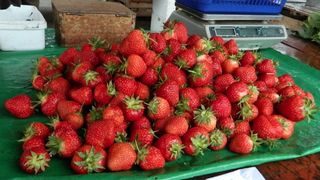 Căpșuni românești. Cum le recunoști. Nu te lăsa înșelat la piață!