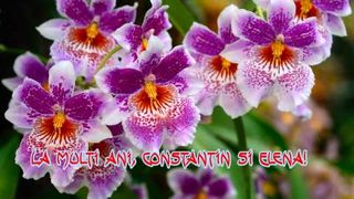 Mesaje de Constantin şi Elena 2020. Felicitări de Constantin şi Elena 2020. Urări de Constantin şi Elena 2020. La mullţi ani, Constantin! La mulţi ani, Elena! 