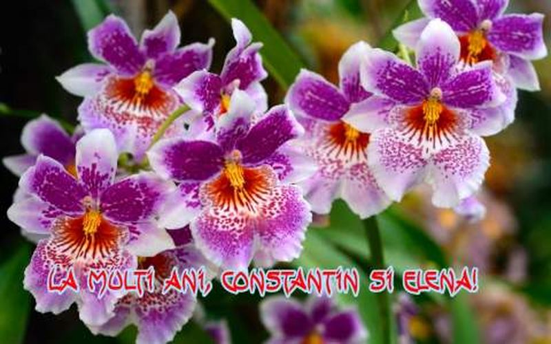 Mesaje de Constantin şi Elena 2020. Felicitări de Constantin şi Elena 2020. Urări de Constantin şi Elena 2020. La mullţi ani, Constantin! La mulţi ani, Elena! 