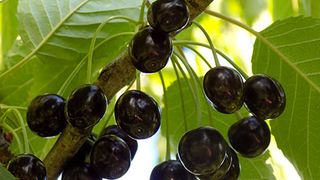 Dulceata de cirese amare reteta