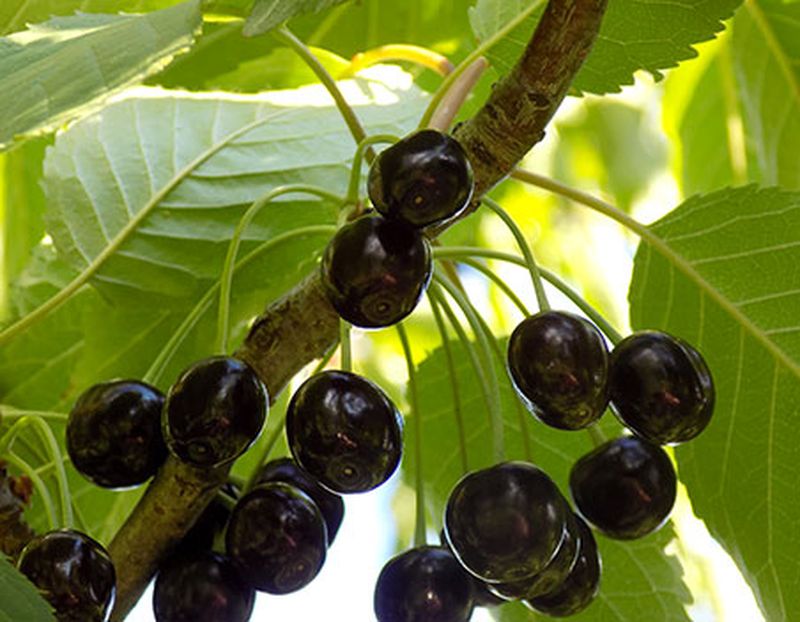 Dulceata de cirese amare reteta