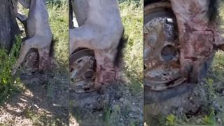 Un animal ciudat și agresiv a băgat spaima în locuitorii județului Galați