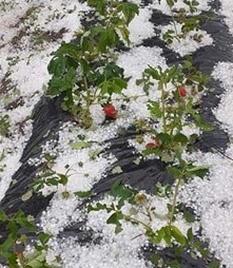 Grindina a făcut ravagii în mai multe judeţe