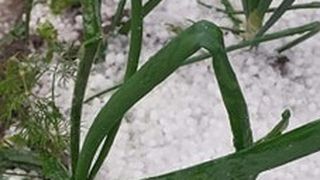 Grindina a făcut ravagii &icirc;n mai multe judeţe