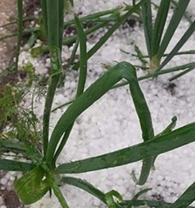 Grindina a făcut ravagii în mai multe judeţe