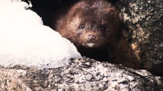 Olanda anunţă un al doilea caz de trasmitere a noului coronavirus de la nurcă la om