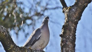 porumbel spion arestat