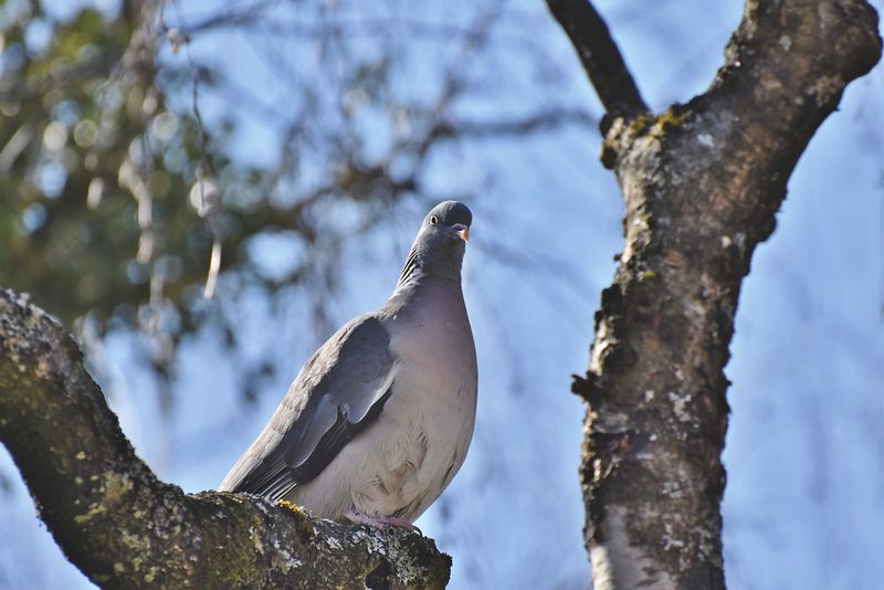 porumbel spion arestat