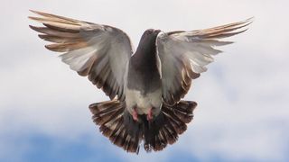 Un porumbel spion a fost arestat. Polițiștii au găsit un lucru șocant la piciorul lui