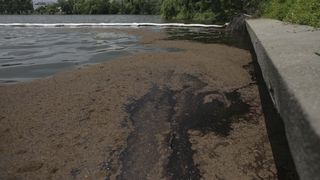 Lacul Băneasa a fost poluat cu o substanță de culoare neagră. Reacția Gabrielei Firea