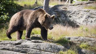 Urşi filmaţi azi noapte, &icirc;n Azuga - VIDEO