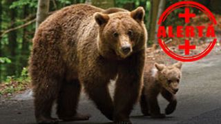 VIDEO| Invazie de urși în stațiunile montane