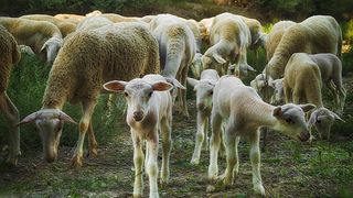 mielul cu trei capete