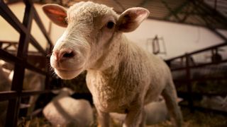 El este mielul care a speriat o lume &icirc;ntreagă: &bdquo;&Icirc;i dădeam lapte pe o gură și ieșea pe nasul celuilalt cap&rdquo;