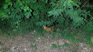 O căprioară blocată sub o gură de canalizare din R&acirc;mnicu V&acirc;lcea a fost salvată de jandarmi - FOTO, VIDEO