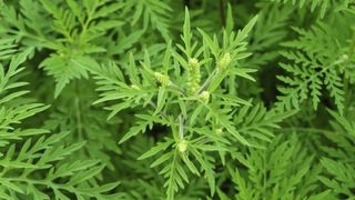 Ambrozia alergie. Pericolul care pândește în plină pandemie de coronavirus. Primele simptome