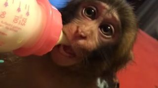 Margherita de la Clejani