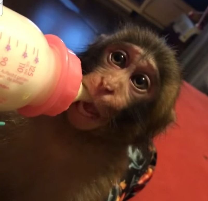 Margherita de la Clejani