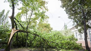 Ialomiţa: Copaci şi stâlpi de electricitate doborâţi de furtună