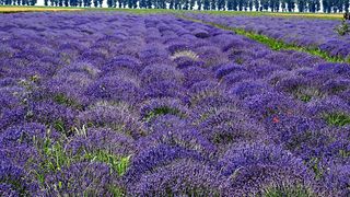 VIDEO| Experiență unică: Festivalul lavandei, în câmp