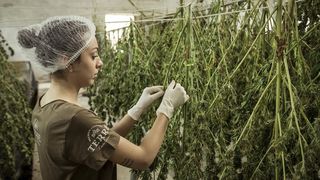 bărbat arestat cananbis