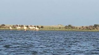 10 flamingo românia