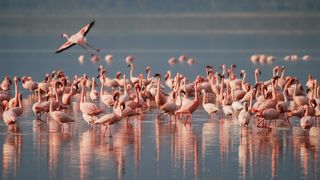 Apariție inedită în România. 10 flamingo au încântat privirile trecătorilor