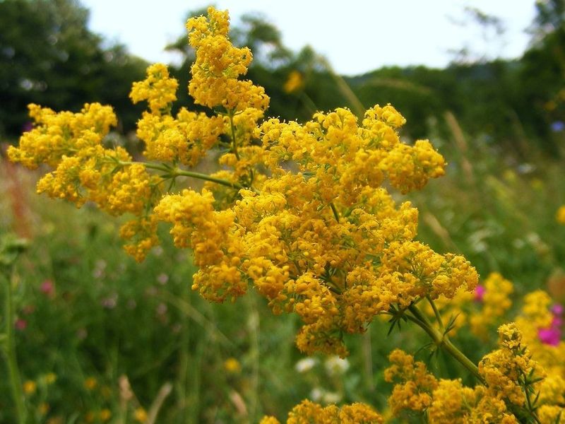 Sanzienele 2020 sau Dragaica 2020 - Cand sunt Sanzienele 2020 - Traditii de Sanziene 2020 - Noaptea de Sanziene