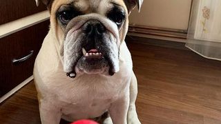 Vloggerul Colo și-a făcut c&acirc;inele influencer