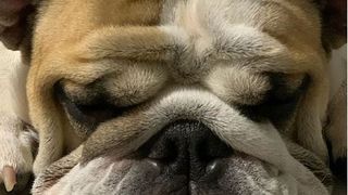 Vloggerul Colo și-a făcut c&acirc;inele influencer