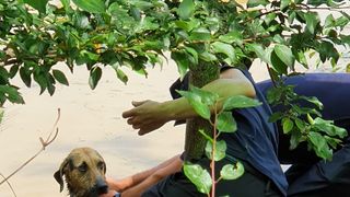 Imagini emoționante cu patrupedul salvat din calea viituri