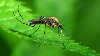 Buzău: Primul caz de infectare cu virusul West Nile din acest sezon