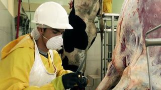 VIDEO | Rom&acirc;nii infectaţi la un abator din Germania