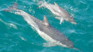 delfini marea neagră