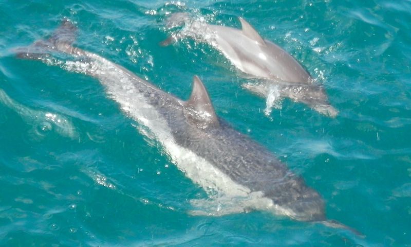 delfini marea neagră