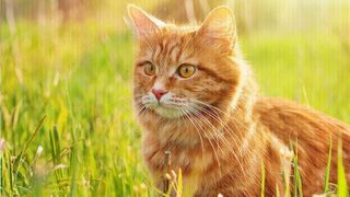 accident vrancea pisică