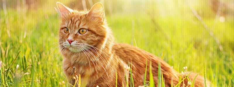 accident vrancea pisică