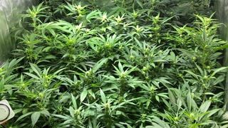 Cultură indoor de cannabis, descoperită în Bucureşti 