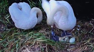 lebăda a murit de tristețe