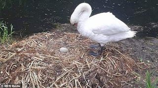 Imagini emoționante cu lebăda care a murit de tristețe după ce i-au fost uciși puii nenăscuți