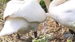 lebăda a murit de tristețe