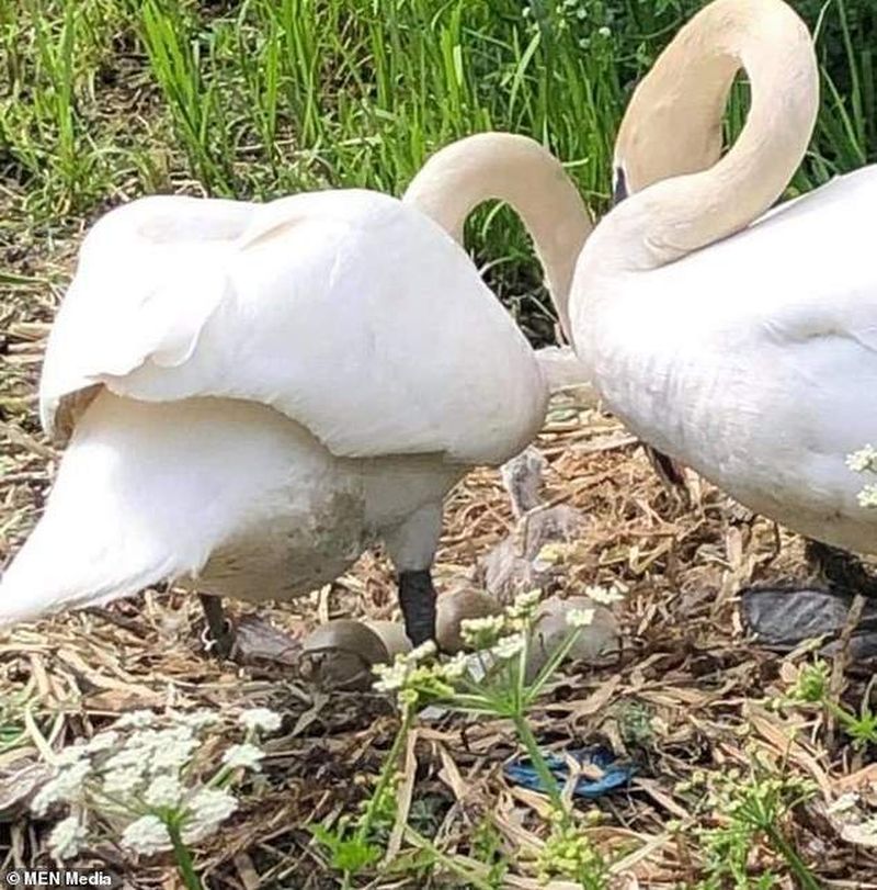 lebăda a murit de tristețe