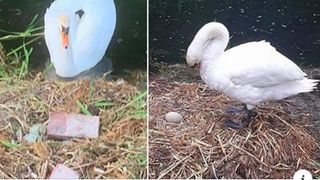 lebăda a murit de tristețe