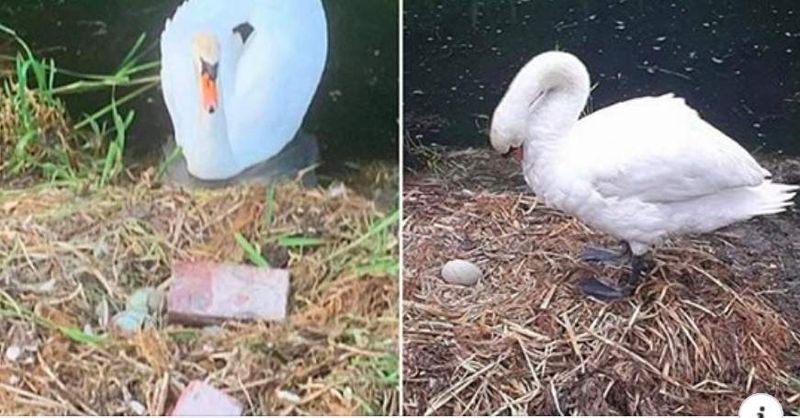 lebăda a murit de tristețe