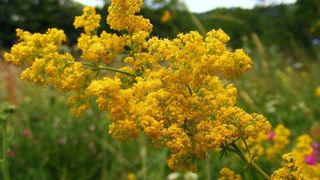 Naşterea Sf. Ioan Botezătorul 2020: S&acirc;nzienele  sau Drăgaica