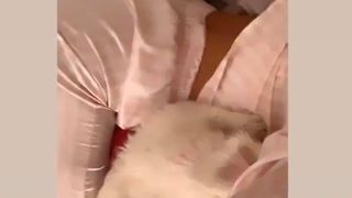 andra volos a părăsit țara