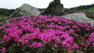 a furat bujor de munte